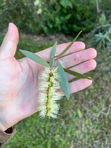 melaleuca (Melaleuca quinquenervia), photograph