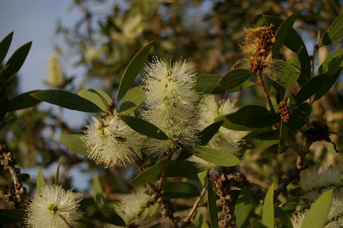 Photo: John Robert McPherson · CC BY-SA 4.0 · via Wikimedia Commons melaleuca (Melaleuca quinquenervia), photograph