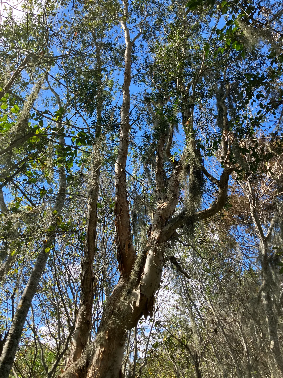 melaleuca (Melaleuca quinquenervia), photograph