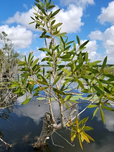 melaleuca (Melaleuca quinquenervia), photograph