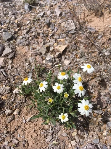 Blackfoot Daisy (Melampodium leucanthum), photograph