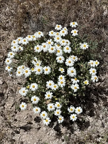blackfoot daisy (Melampodium leucanthum), photograph