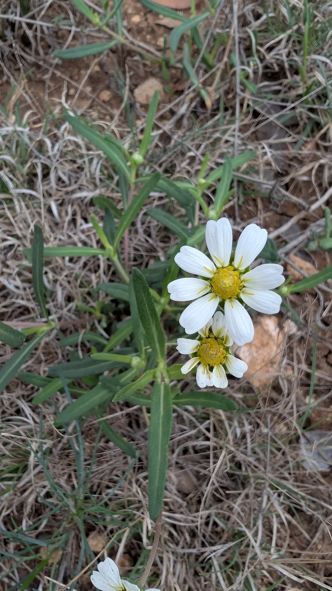 Blackfoot Daisy (Melampodium leucanthum), photograph