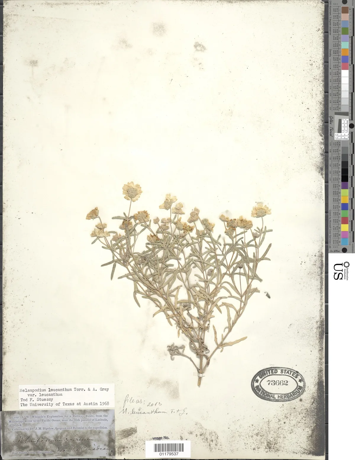 Blackfoot Daisy (Melampodium leucanthum), photograph
