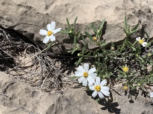 Blackfoot Daisy (Melampodium leucanthum), photograph