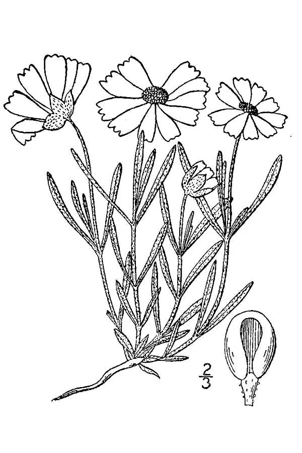 Blackfoot Daisy (Melampodium leucanthum), botanical illustration
