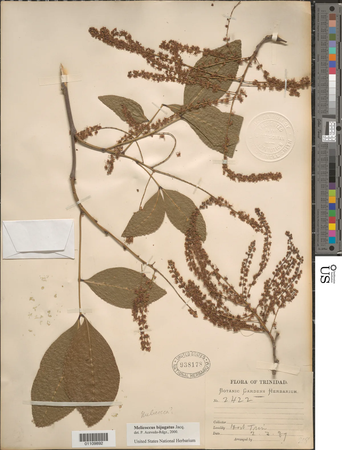 mamoncillo (Melicoccus bijugatus), photograph