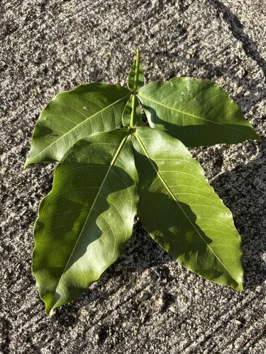 mamoncillo (Melicoccus bijugatus), photograph