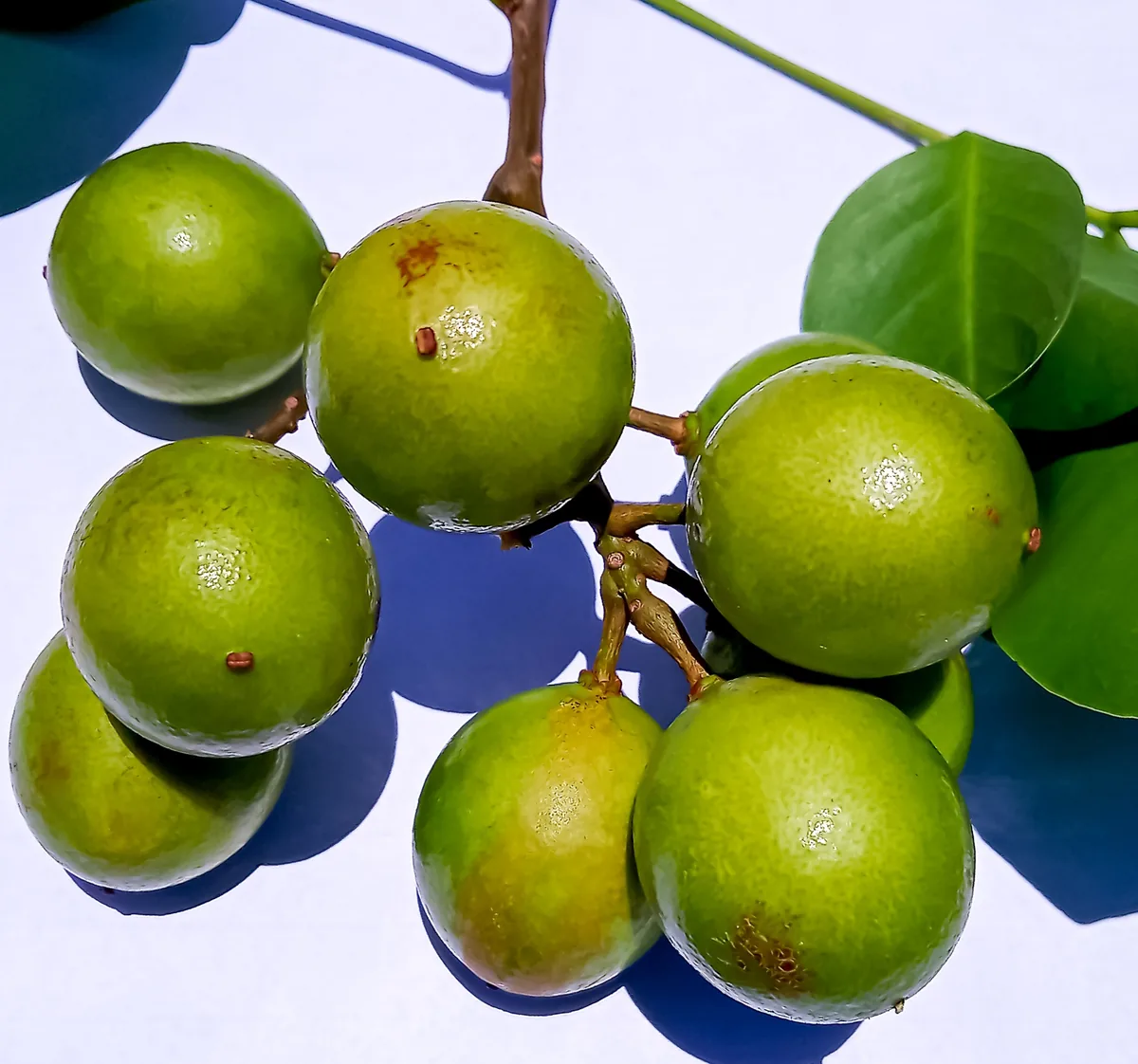Photo: Filo gen' (Wikimedia Commons) · CC BY-SA 4.0 · via Wikimedia Commons mamoncillo (Melicoccus bijugatus), photograph