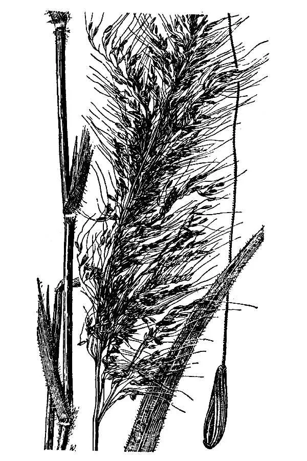 molasses grass (Melinis minutiflora), botanical illustration