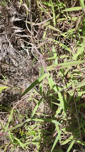 molasses grass (Melinis minutiflora), photograph