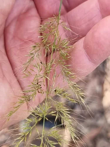 Photo: (c) Martin Rady, some rights reserved · CC BY · via iNaturalist molasses grass (Melinis minutiflora), photograph