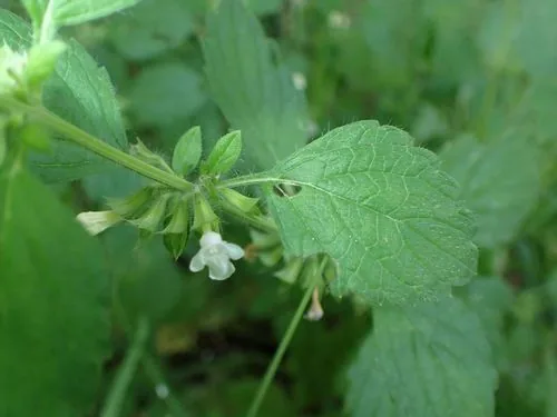Lemon Balm (Melissa officinalis), photograph