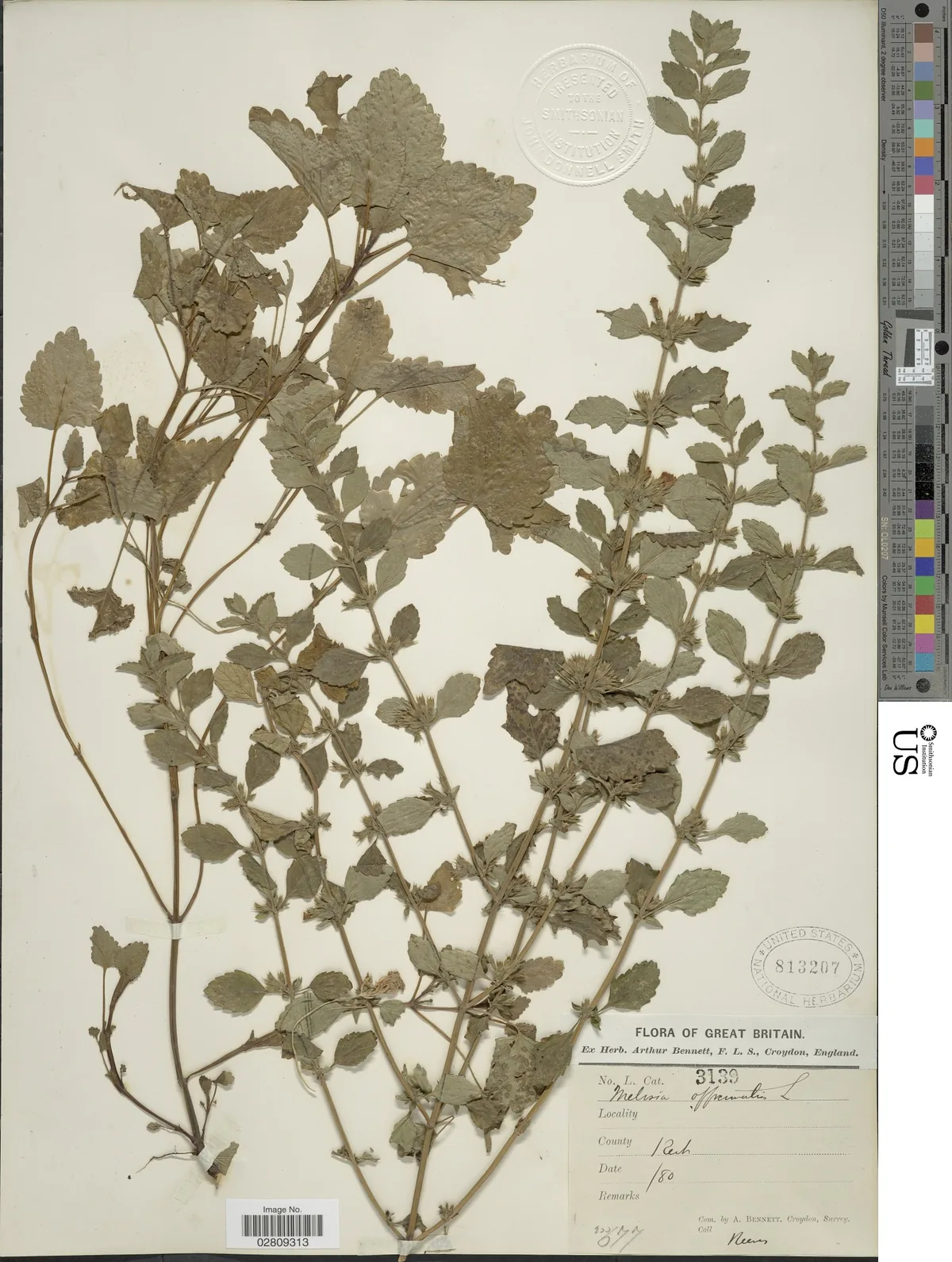 Lemon Balm (Melissa officinalis), photograph