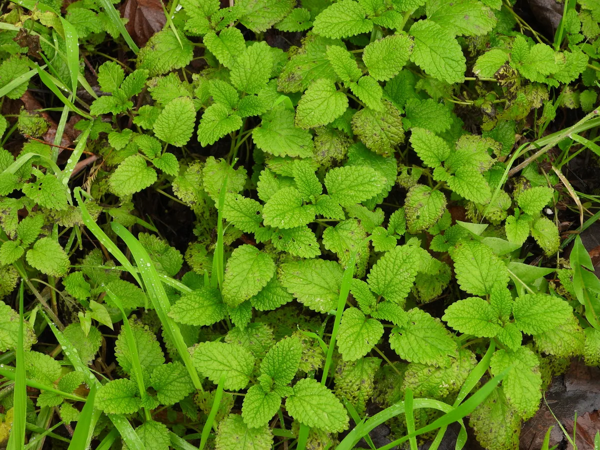 lemon balm (Melissa officinalis), photograph