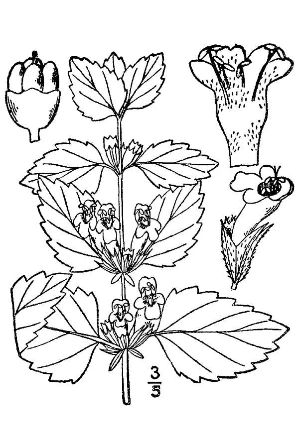 Lemon Balm (Melissa officinalis), botanical illustration