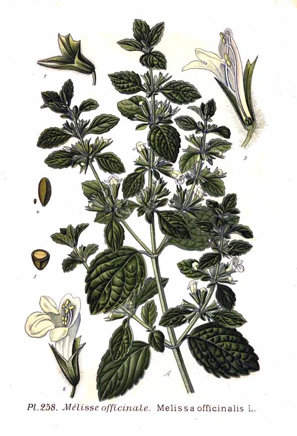 Lemon Balm (Melissa officinalis), botanical illustration