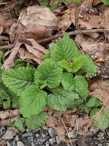 Photo: (c) Brodie Cass Talbott, some rights reserved (CC BY) · cc-by · via iNaturalist Lemon Balm (Melissa officinalis), photograph