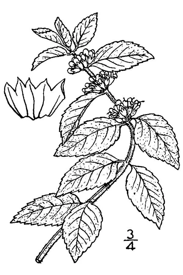 Japanese Mint (Mentha arvensis var. piperascens), botanical illustration