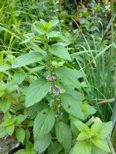 Japanese Mint (Mentha arvensis var. piperascens), photograph
