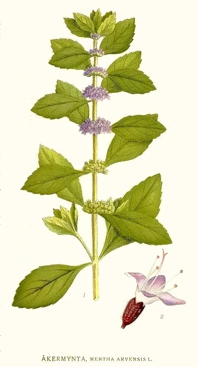 Japanese Mint (Mentha arvensis var. piperascens), botanical illustration