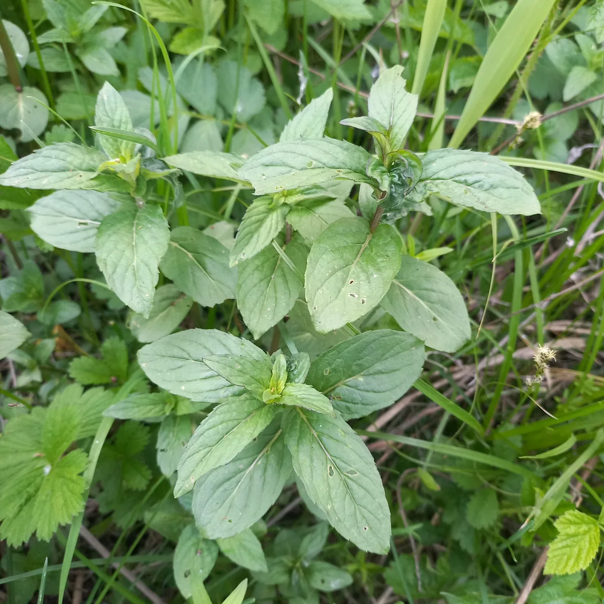 Japanese Mint (Mentha arvensis var. piperascens), photograph