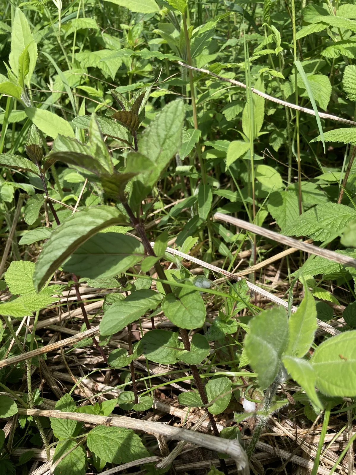Photo: Friederike Hoffmann · CC BY · via GBIF peppermint (Mentha × piperita), photograph