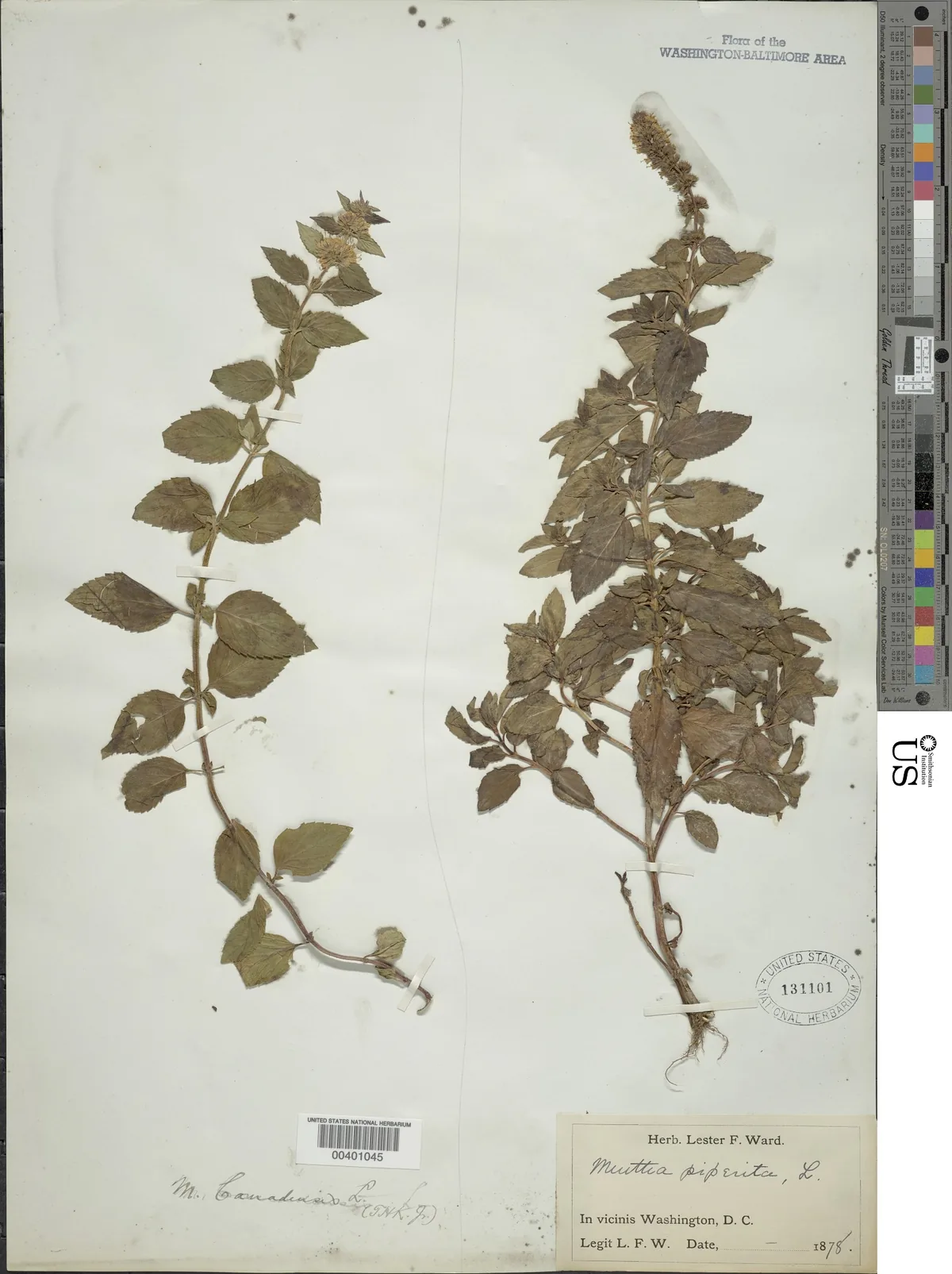 Photo: NMNH - Botany Dept. (CC0) · CC0 · via Smithsonian Peppermint (Mentha × piperita), photograph