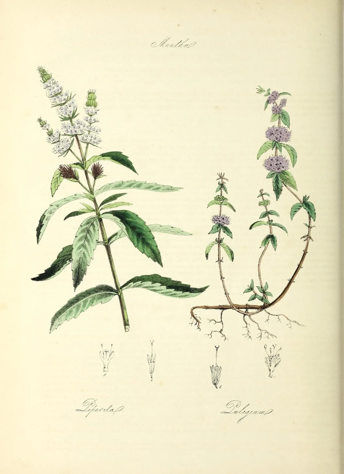 Pennyroyal (Mentha pulegium), botanical illustration