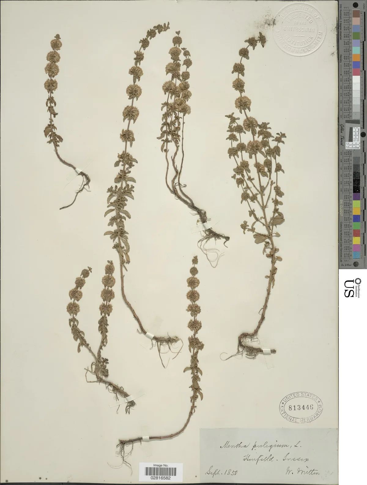 Pennyroyal (Mentha pulegium), photograph