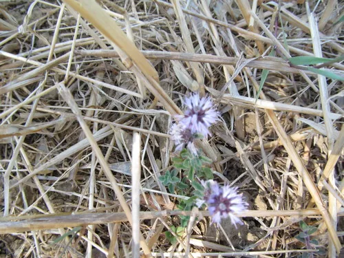 Photo: (c) zebedeugalinha, some rights reserved (CC BY) · cc-by · via iNaturalist Pennyroyal (Mentha pulegium), photograph