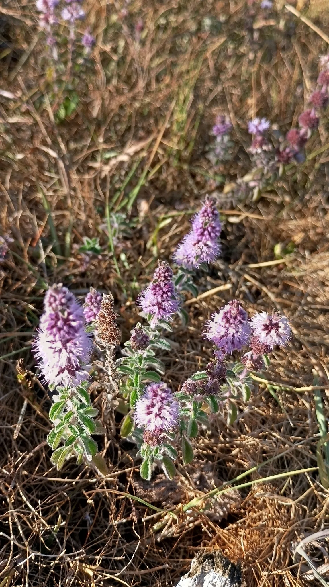 Pennyroyal (Mentha pulegium), photograph