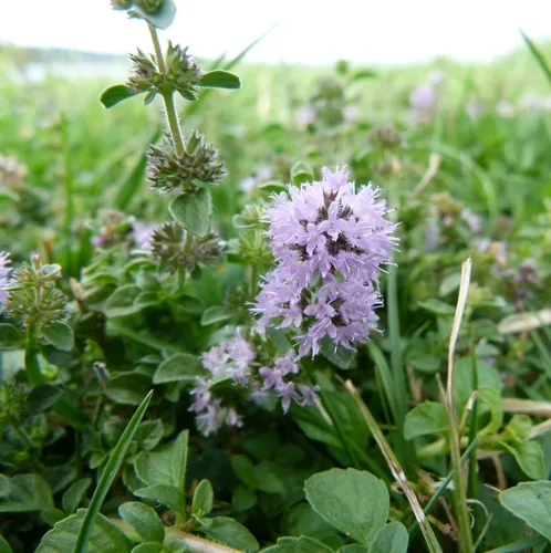 Photo: (c) botanygirl, some rights reserved · CC BY · via iNaturalist pennyroyal (Mentha pulegium), photograph