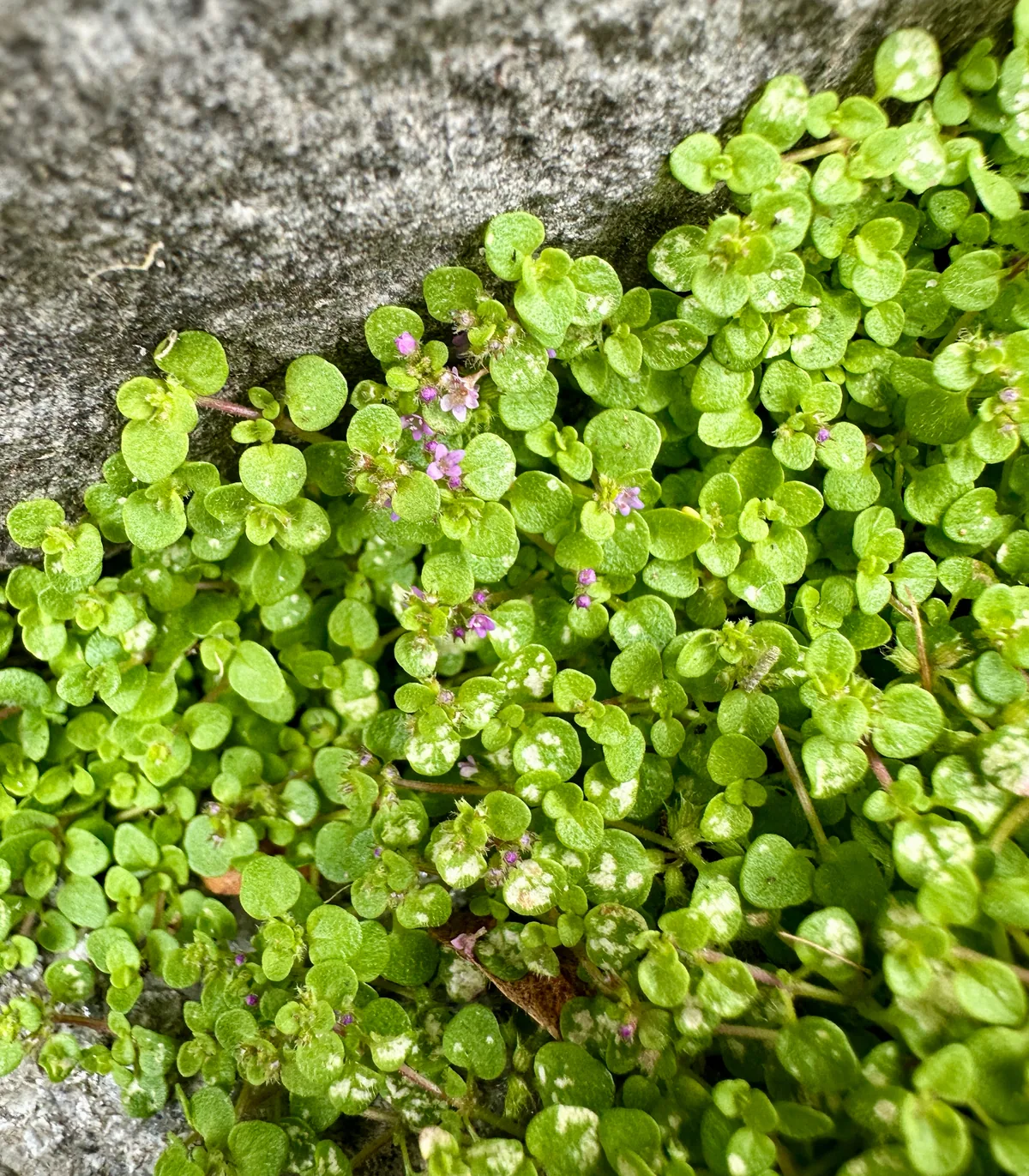 Corsican mint (Mentha requienii), photograph
