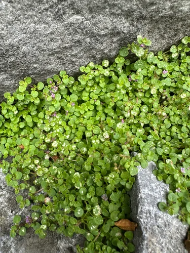 Corsican mint (Mentha requienii), photograph