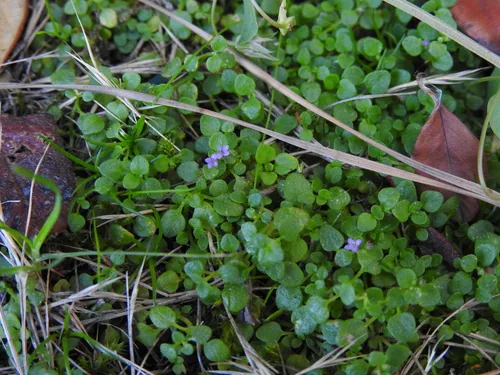 Corsican mint (Mentha requienii), photograph