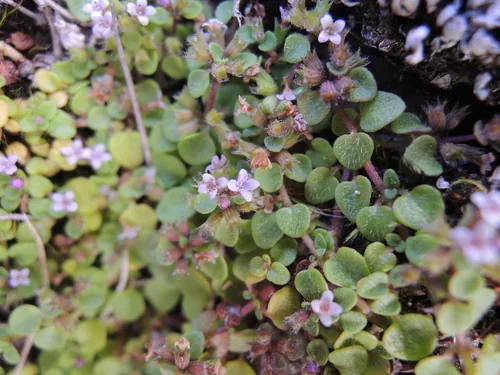 Corsican mint (Mentha requienii), photograph