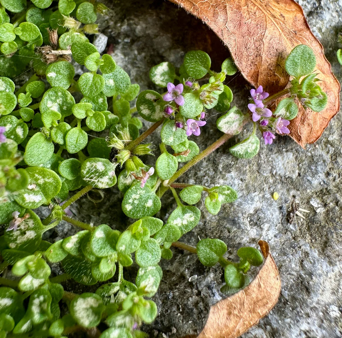 Corsican mint (Mentha requienii), photograph