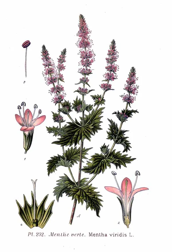 Mint (Mentha spicata), botanical illustration