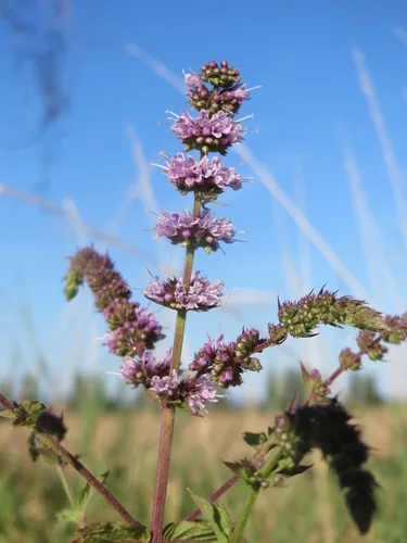 Photo: (c) Andreas Rockstein, some rights reserved (CC BY-SA) · cc-by-sa · via iNaturalist Mint (Mentha spicata), photograph