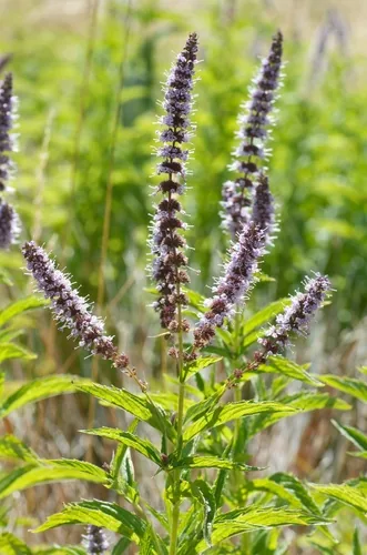 Photo: (c) Jon Sullivan, some rights reserved · CC BY · via iNaturalist mint (Mentha spicata), photograph