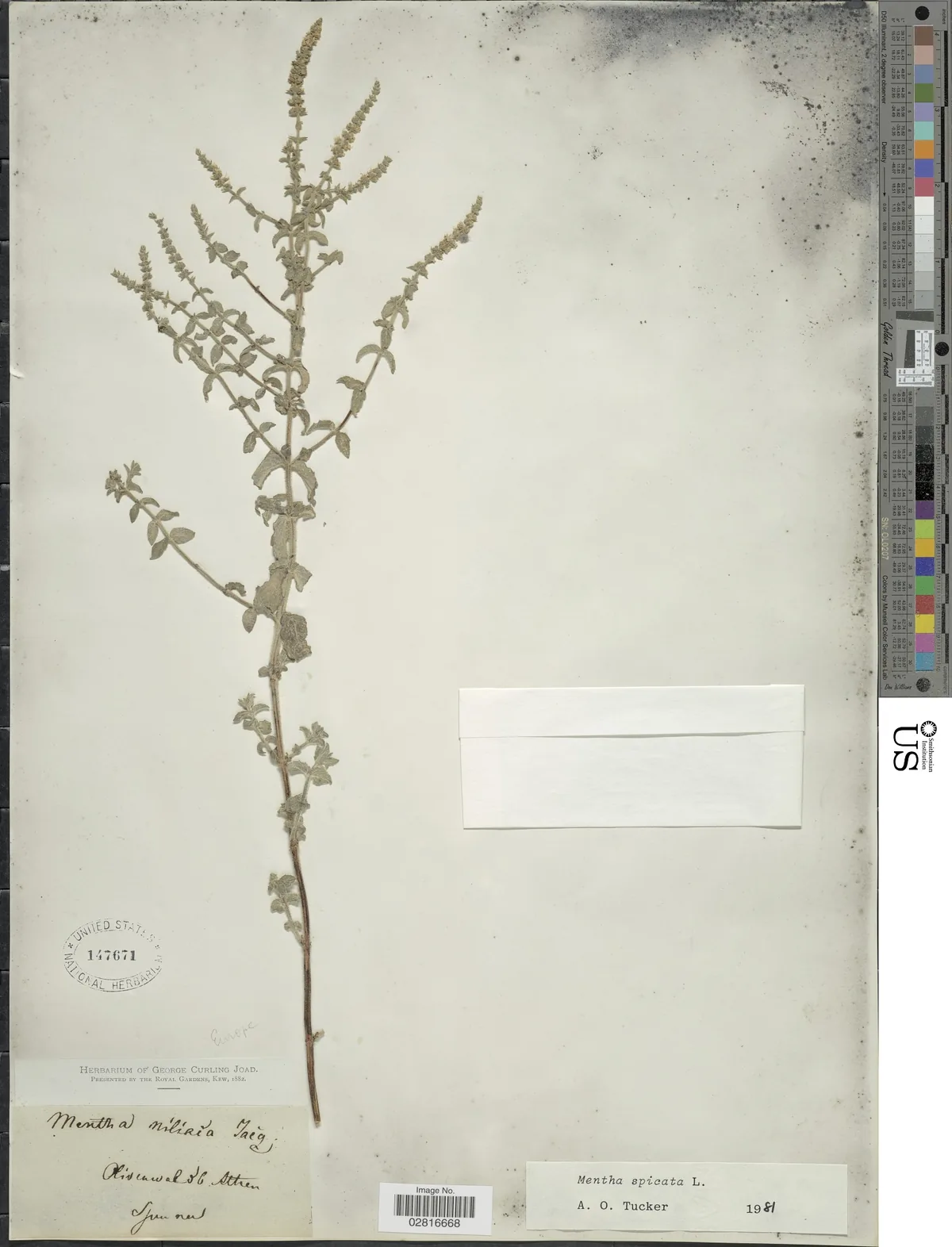 Mint (Mentha spicata), photograph