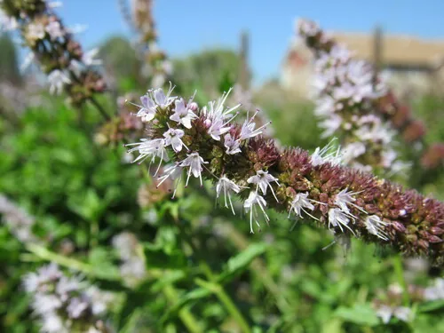 Mint (Mentha spicata), photograph