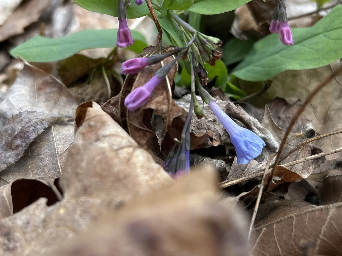 Virginia Bluebells (Mertensia virginica), photograph