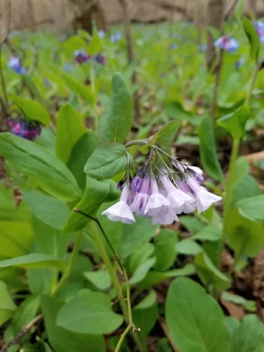 Photo: (c) Daniel McClosky, some rights reserved · CC BY · via iNaturalist Virginia bluebells (Mertensia virginica), photograph