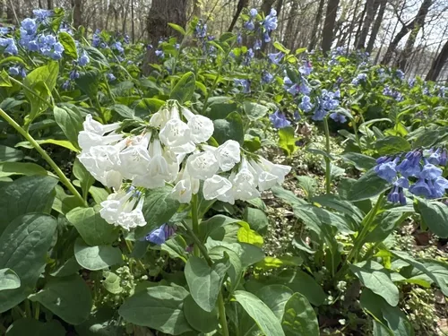 Virginia Bluebells (Mertensia virginica), photograph