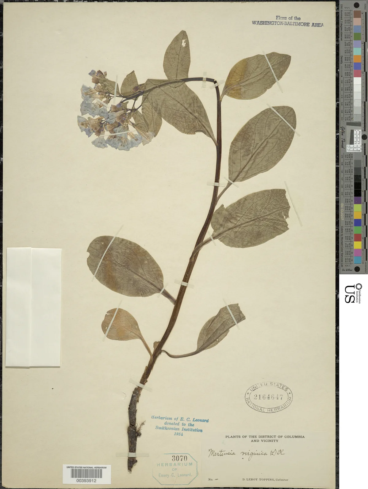 Virginia Bluebells (Mertensia virginica), photograph