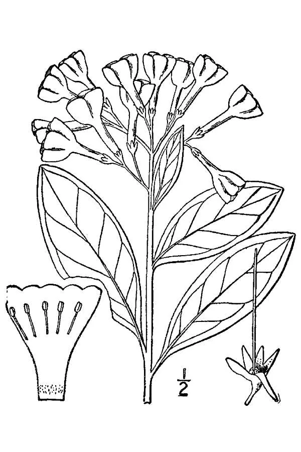 Virginia Bluebells (Mertensia virginica), botanical illustration