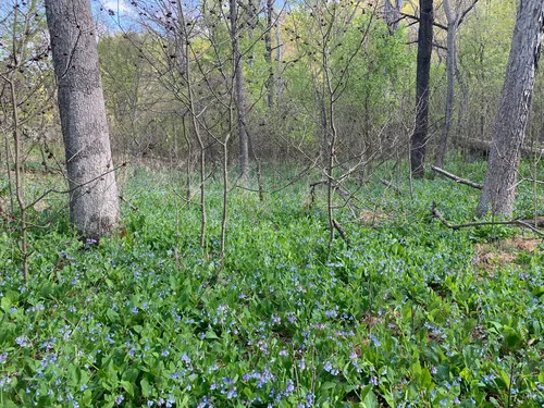 Virginia Bluebells (Mertensia virginica), photograph
