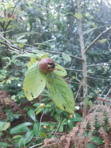 Photo: (c) tulazur, some rights reserved · CC BY-SA · via iNaturalist medlar (Mespilus germanica), photograph